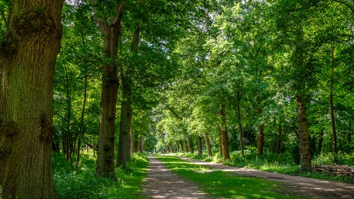 Trees in the woodlands on Greendrive in the summer at Cliveden, Buckinghamshire.